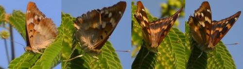Apatura ilia